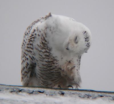 Snowy Owl 12