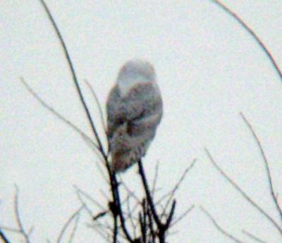 Snowy Owl 15 (immature male)