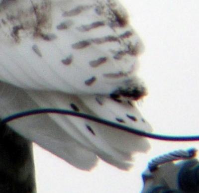 Snowy Owl 4