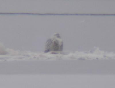 Snowy Owl 14