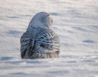Snowy Owl 16