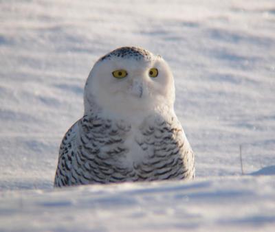 Snowy Owls