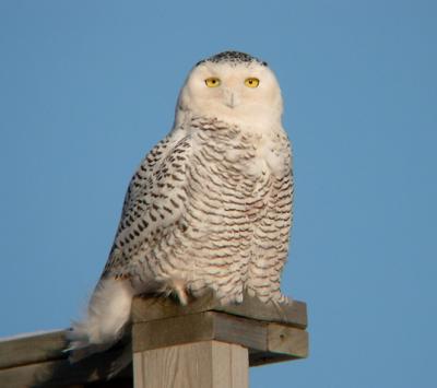 Snowy Owl 16 (adult female?)