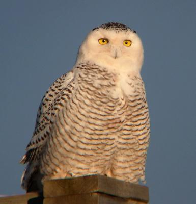 Snowy Owl 16