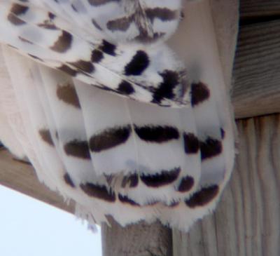 Snowy Owl 16