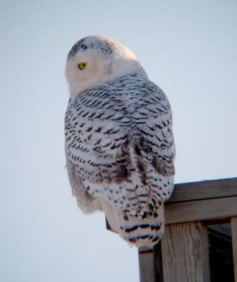 Snowy Owl 16 (young adult female?)