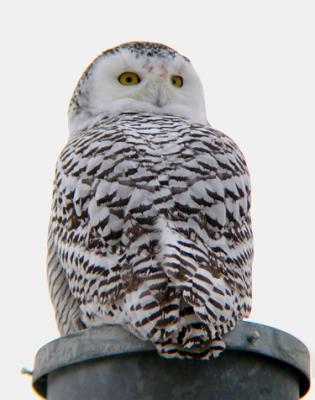 Snowy Owl 17