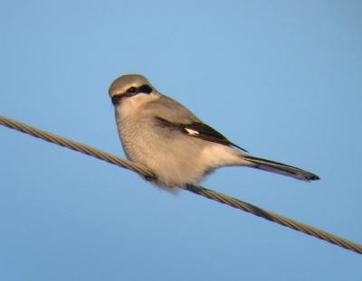 Northern Shrike  1