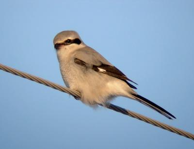 Northern Shrike 3