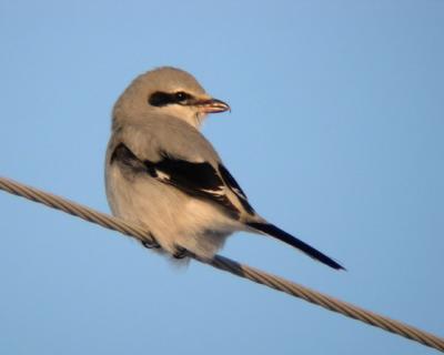 Northern Shrike 2