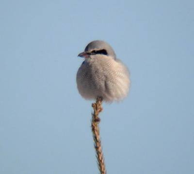 Northern Shrike