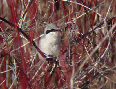 Northern Shrike with impaled rodent