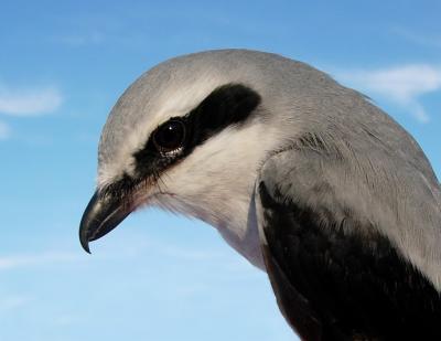 Northern Shrike in hand