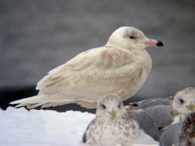 Glaucous Gull 3