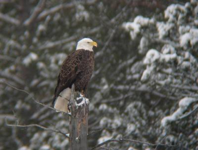 Bald Eagle