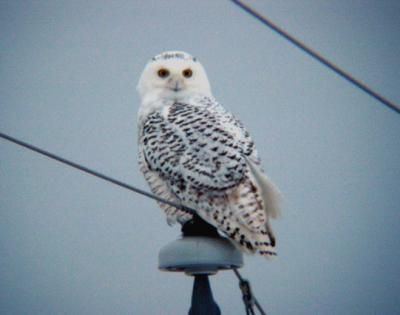Snowy Owl 20 (immature male?)