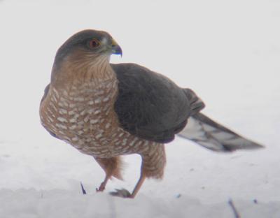 Sharp-shinned Hawk 2