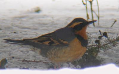 Varied Thrush 2