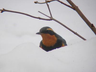 Varied Thrush 2