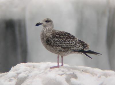 Great Black-backed Gull