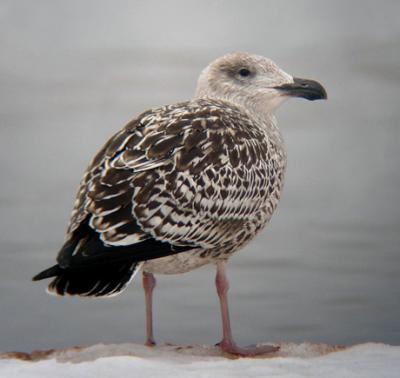 Great Black-backed Gull - Dec 2005 (Indiv #1)