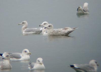 Iceland Gull