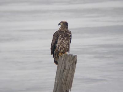 Bald Eagle