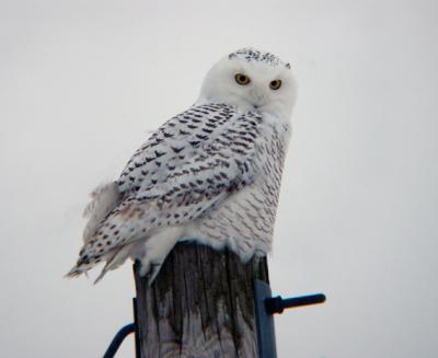 Snowy Owl 20 (imm male?)