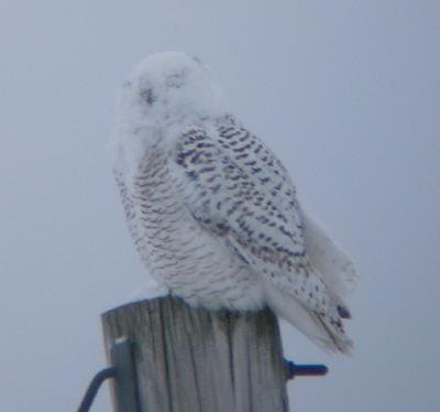 Snowy Owl 20