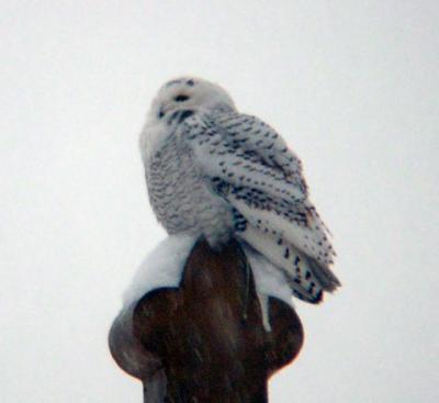 Snowy Owl 23 (imm male?)
