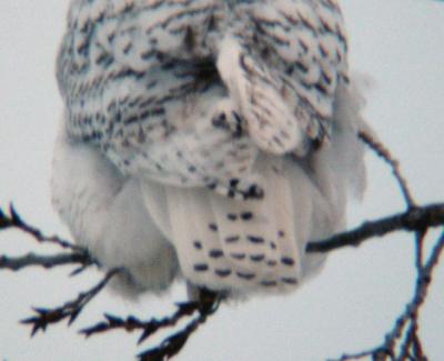 Snowy Owl 20