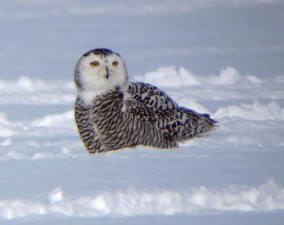 Snowy Owl 24