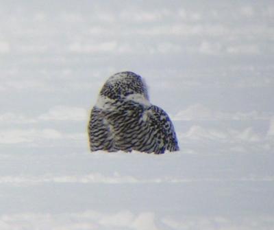 Snowy Owl 24