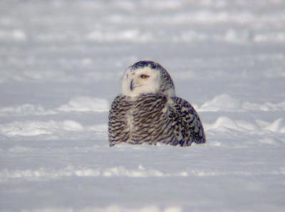 Snowy Owl 24