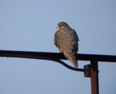 Gyrfalcon (adult gray morph)