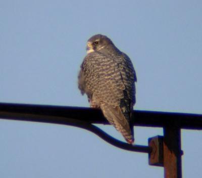 Gyrfalcon (adult gray morph)