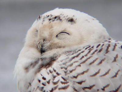 Snowy Owl 23