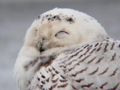 Snowy Owl 23