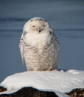 Snowy Owl 23