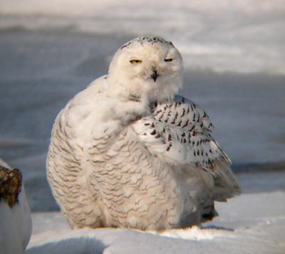 Snowy Owl 23