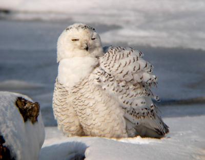 Snowy Owl 23