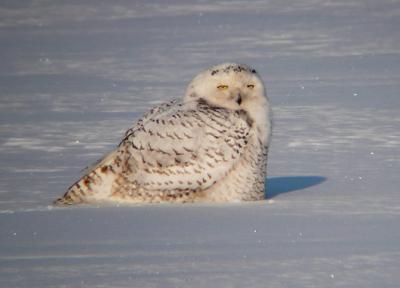 Snowy Owl 23