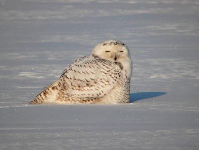 Snowy Owl 23