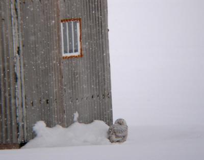 Snowy Owl 23