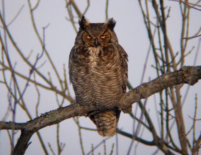 Great Horned Owl