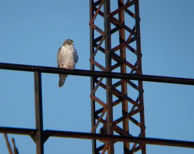 Gyrfalcon (adult gray morph)