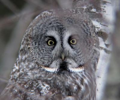 Great Gray Owl
