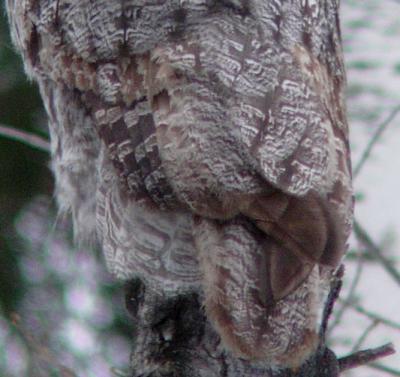 Great Gray Owl