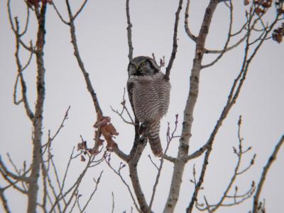 Northern Hawk Owl