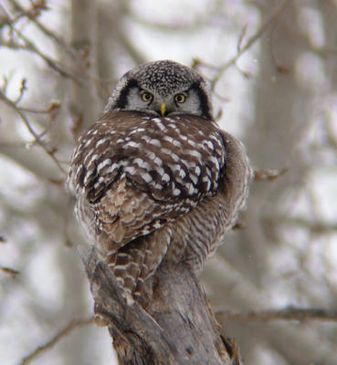 Northern Hawk Owl